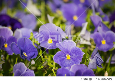 Purple violet flowers 46386289