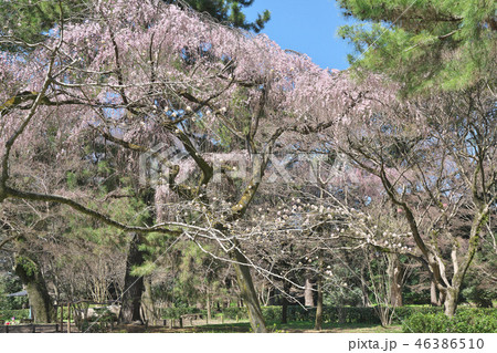 サクラ咲く 46386510