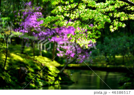 西芳寺（苔寺） 46386517