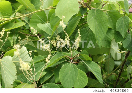 赤芽柏の花 46386866