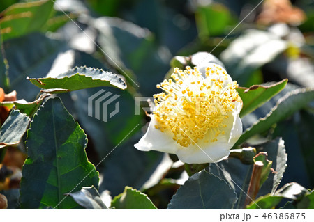 お茶の花 46386875