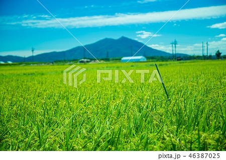 稲穂と筑波山 46387025