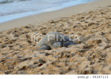 ハワイの海岸のウミガメ ハワイの海岸のウミガメ 46387113