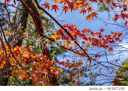 紅葉 秋の伊賀上野 紅葉 秋の伊賀上野 46387190