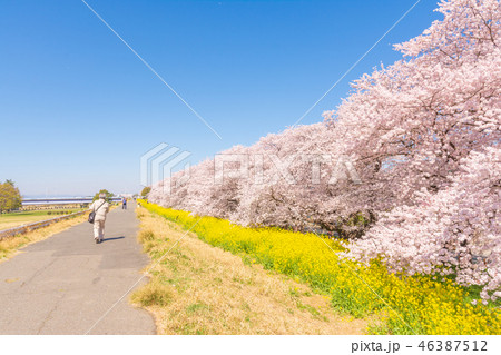 桜の名所百選・熊谷桜堤 桜の名所百選・熊谷桜堤 46387512