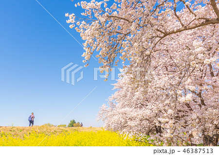 桜の名所百選・熊谷桜堤 46387513