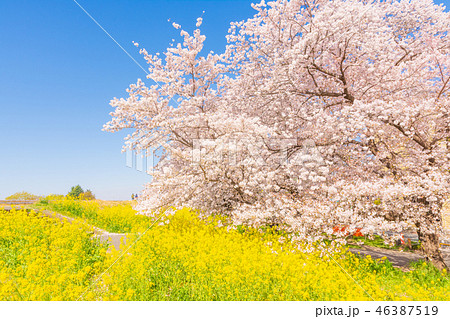 桜の名所百選・熊谷桜堤 桜の名所百選・熊谷桜堤 46387519
