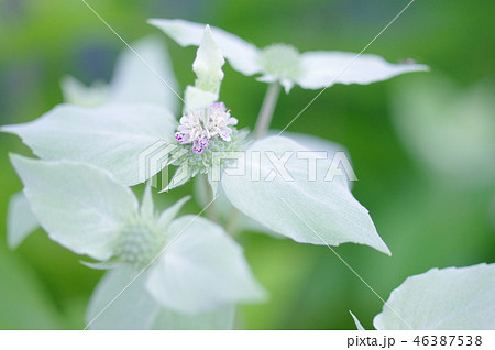 マウンテンミントの花 マウンテンミントの花 46387538