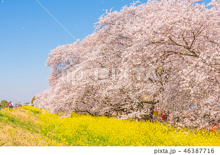 満開の熊谷桜堤 46387716