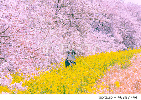 満開の熊谷桜堤 46387744