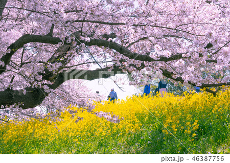 満開の熊谷桜堤 満開の熊谷桜堤 46387756
