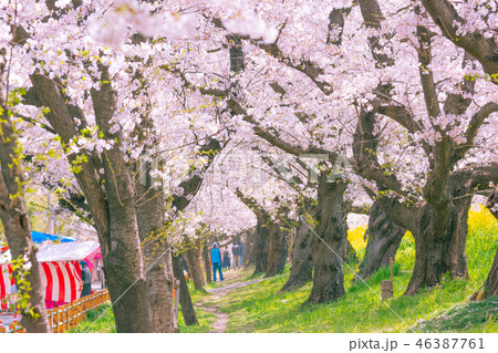 満開の熊谷桜堤 満開の熊谷桜堤 46387761