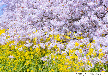 満開の熊谷桜堤 46387763