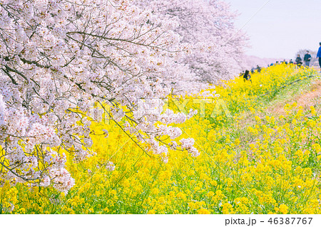 春の熊谷桜堤 46387767