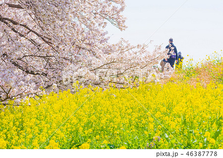 春の熊谷桜堤 46387778