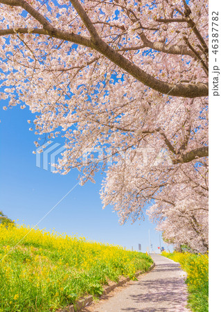 春の熊谷桜堤 春の熊谷桜堤 46387782
