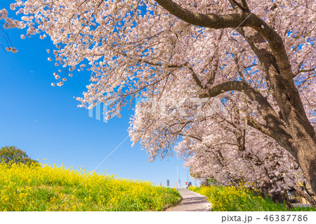 春の熊谷桜堤 46387786