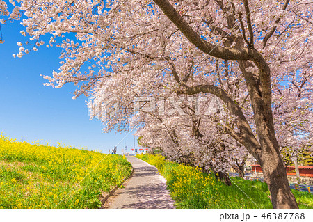 春の熊谷桜堤 46387788