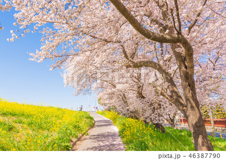 春の熊谷桜堤 46387790