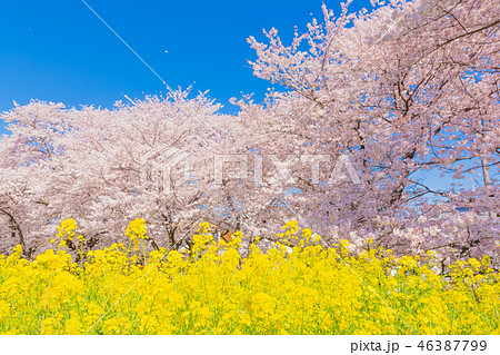 春の熊谷桜堤 46387799