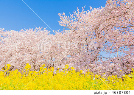 春の熊谷桜堤 46387804