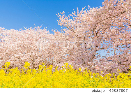 春の熊谷桜堤 46387807