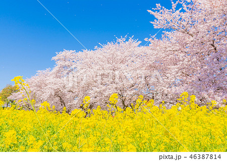 春の熊谷桜堤 春の熊谷桜堤 46387814