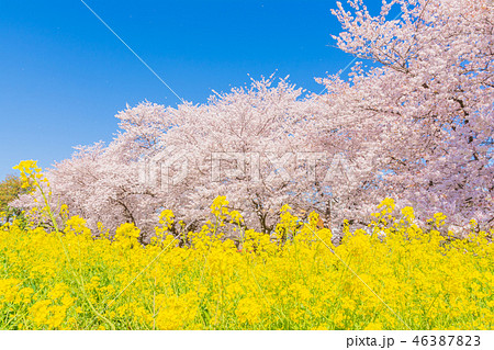 春の熊谷桜堤 春の熊谷桜堤 46387823