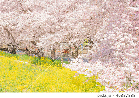 春の熊谷桜堤 46387838