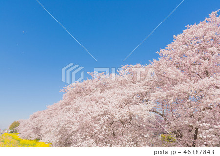 春の熊谷桜堤 46387843