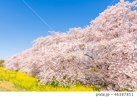 春の熊谷桜堤 春の熊谷桜堤 46387851