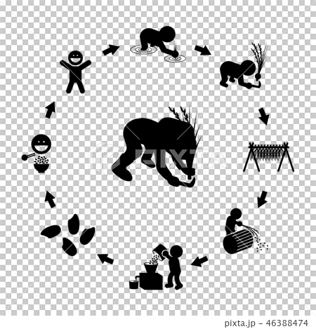 水稻生產週期 46388474