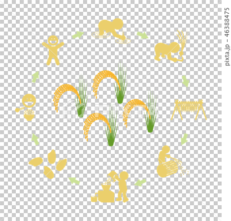 Rice production cycle 46388475