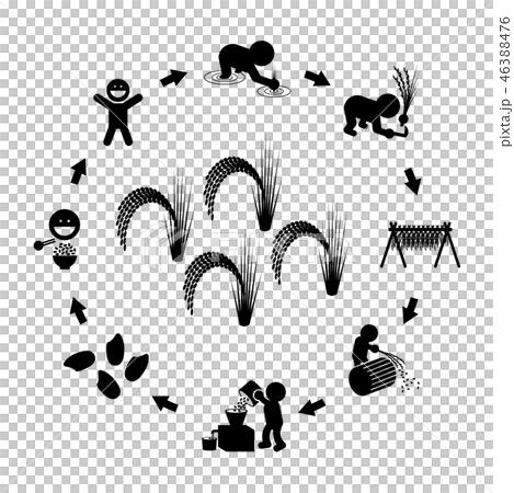 水稻生產週期 46388476