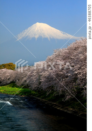 世界遺産　富士山　桜　龍巌渕 46388705