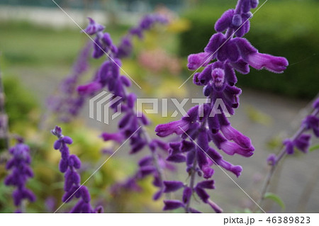 アメジストセージ アメジストセージ 46389823