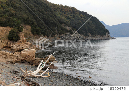 流木（小豆島、田浦半島坂手湾側）の写真素材 [46390476] - PIXTA