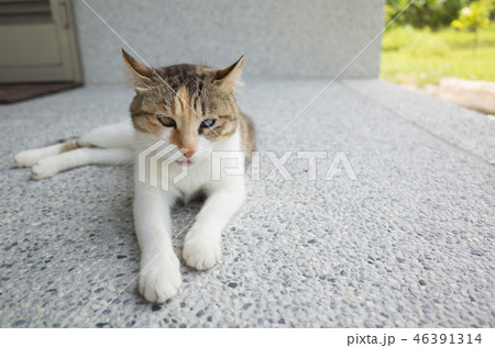 little cat doze little cat doze 46391314