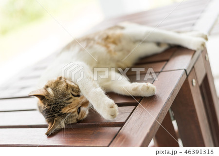 cat sleeping and  lying 46391318