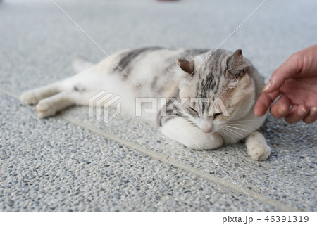 touch a sleeping cat touch a sleeping cat 46391319