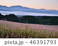 赤そば 46391793