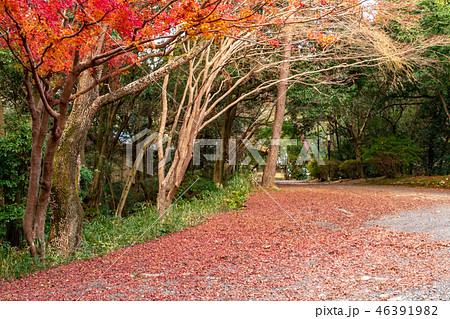 秋の三重伊賀上野 46391982