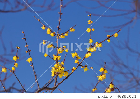 甘い香りを漂わせ 甘い香りを漂わせ 46392021