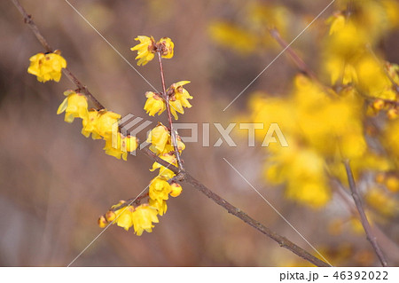 甘い香りを漂わせ 甘い香りを漂わせ 46392022