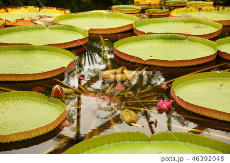 waterlily 46392048