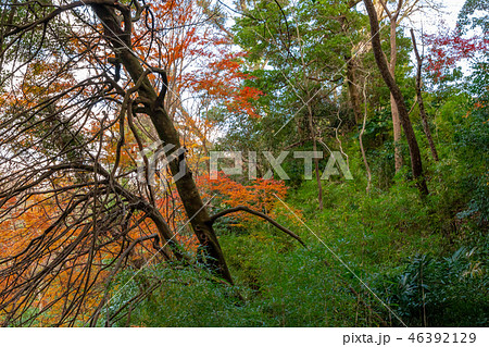 秋の三重伊賀上野 46392129