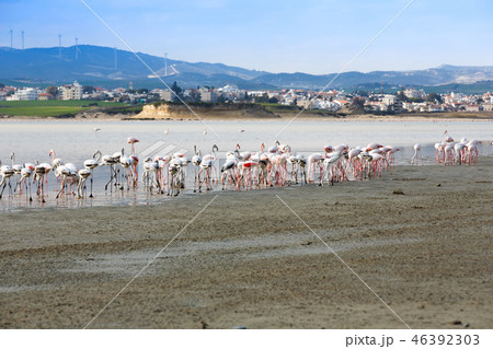 Flamingos in Cyprus Flamingos in Cyprus 46392303