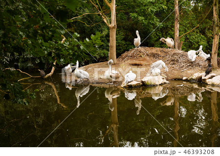 Dalmatian pelicans (Pelecanus crispus) 46393208