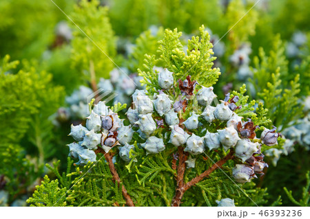 Arborvitae branch 46393236