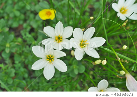 白いタマスダレの花 46393673